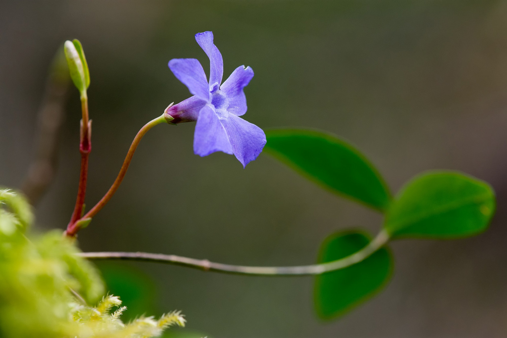 Vinca minor