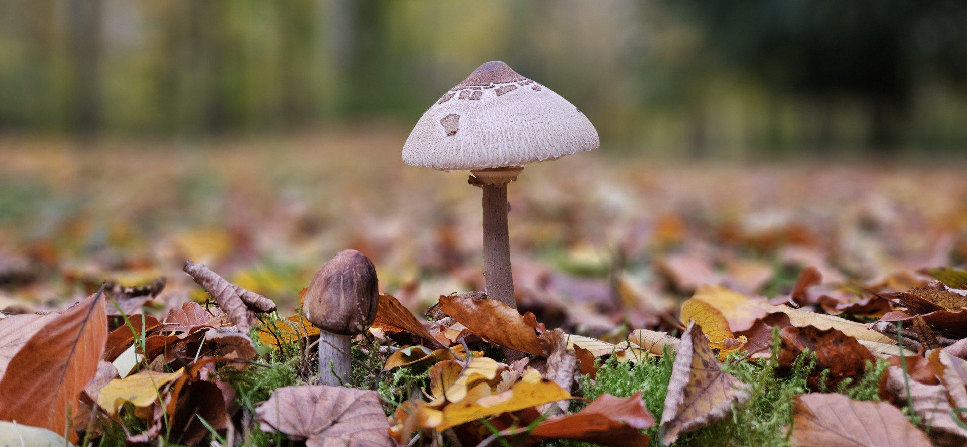 Pilz im Herbst