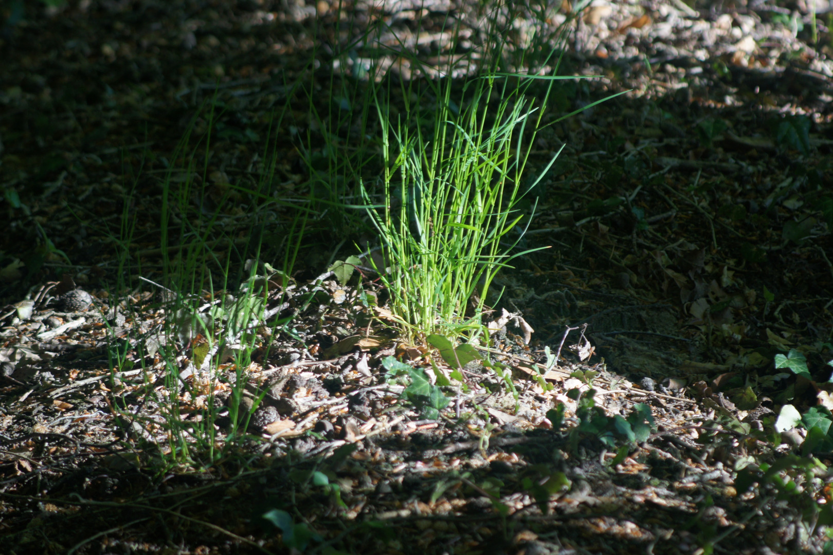 Gras