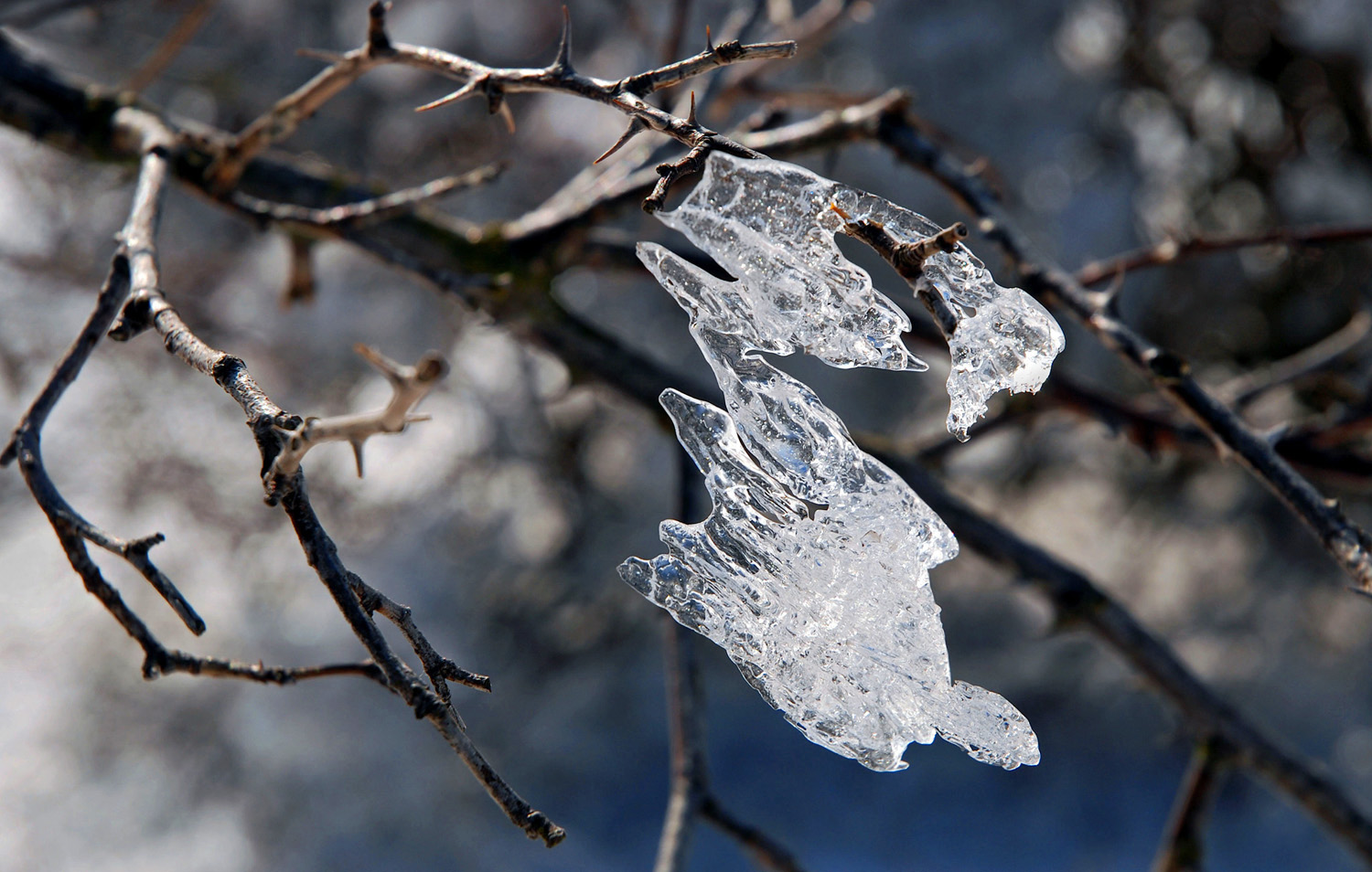 Sturzflug der "Eisvögel"