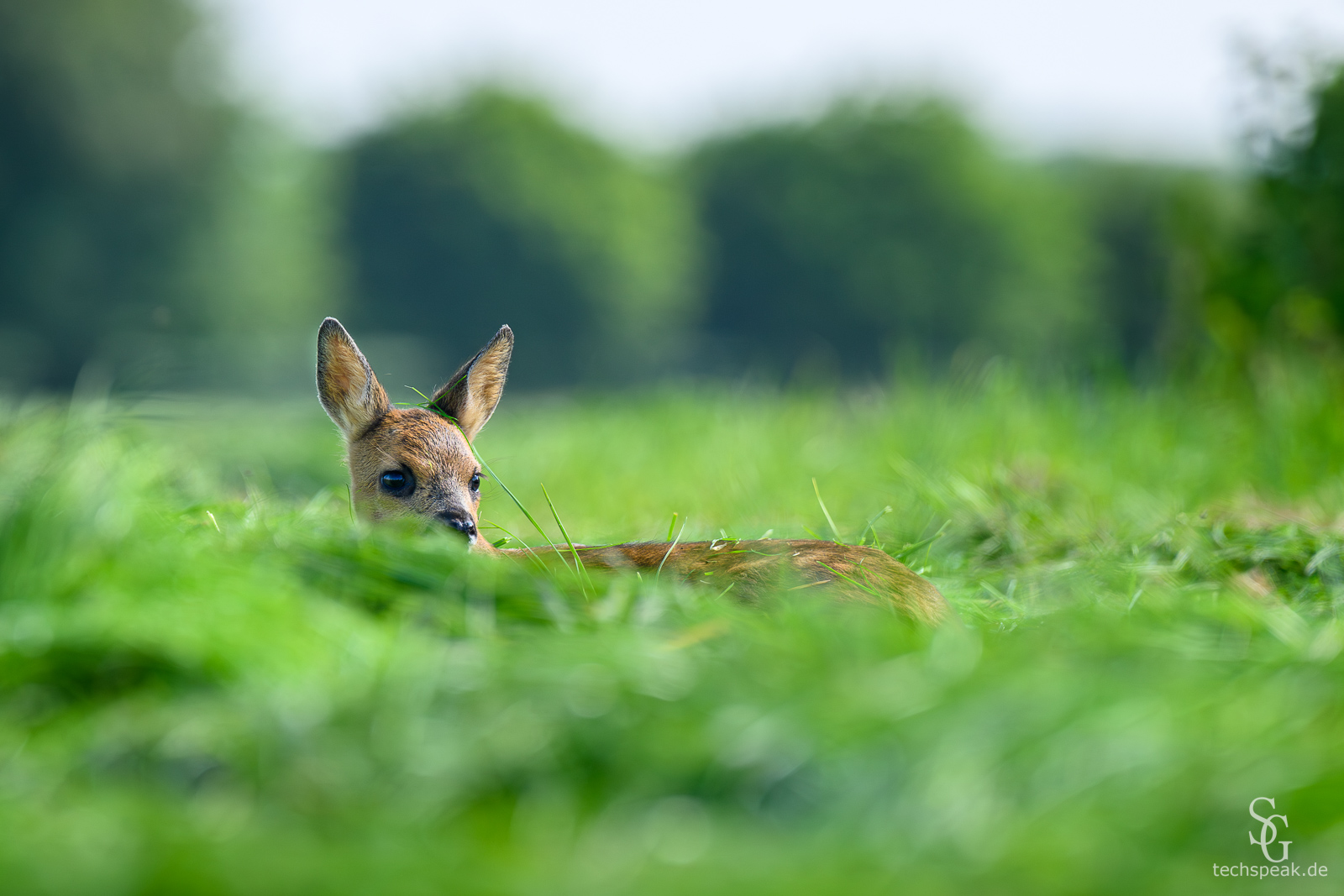 Rehkitz im Gras