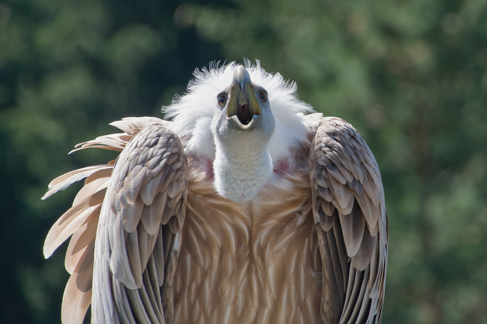 fröhlicher Gänsegeier (© Buelipix)
